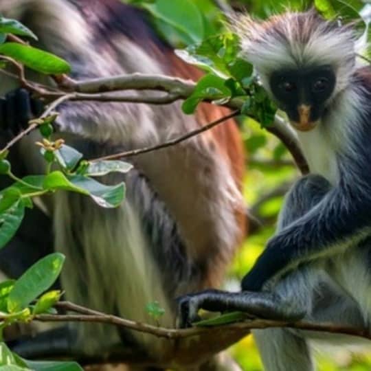 Jozani Ormanı'nda Red Colobus maymunu